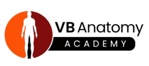 VB Anatomy Academy